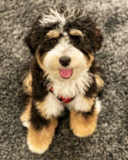 Cute Mini Bernedoodle Poodle Mix Pup Cute Mini Bernedoodle Poodle Mix Pup