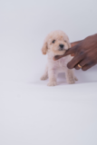 Maltipoo Being Cute Maltipoo Being Cute