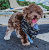 Cute Poodle Pup Cute Poodle Pup