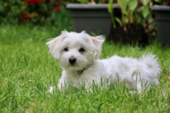 Cute Maltese Purebred Pup