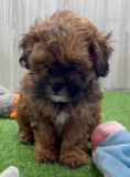 Cute Shih Poo Poodle Mix Pup