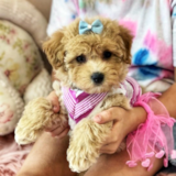 Poochon Being Cute