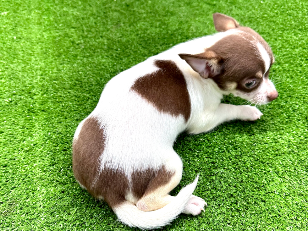 Chihuahua Pup Being Cute