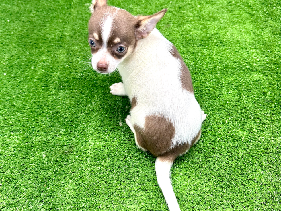 Chihuahua Puppy for Adoption