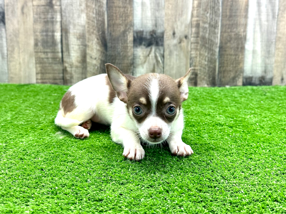 Cute Chihuahua Baby