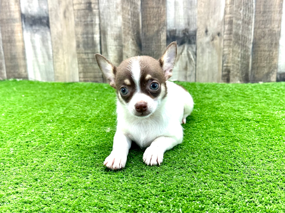 Chihuahua Puppy for Adoption