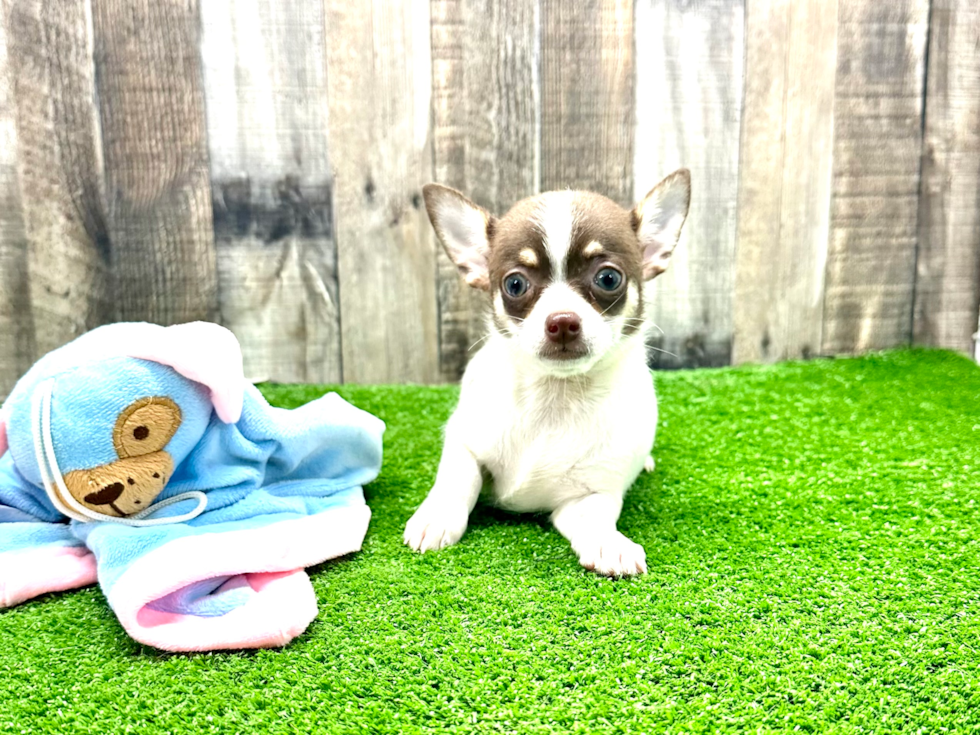 Cute Chihuahua Mix Pup