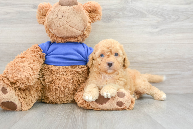 Friendly Cockapoo Baby