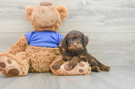 Cockapoo Pup Being Cute