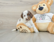 8 week old Cockapoo Puppy For Sale - Puppy Love PR