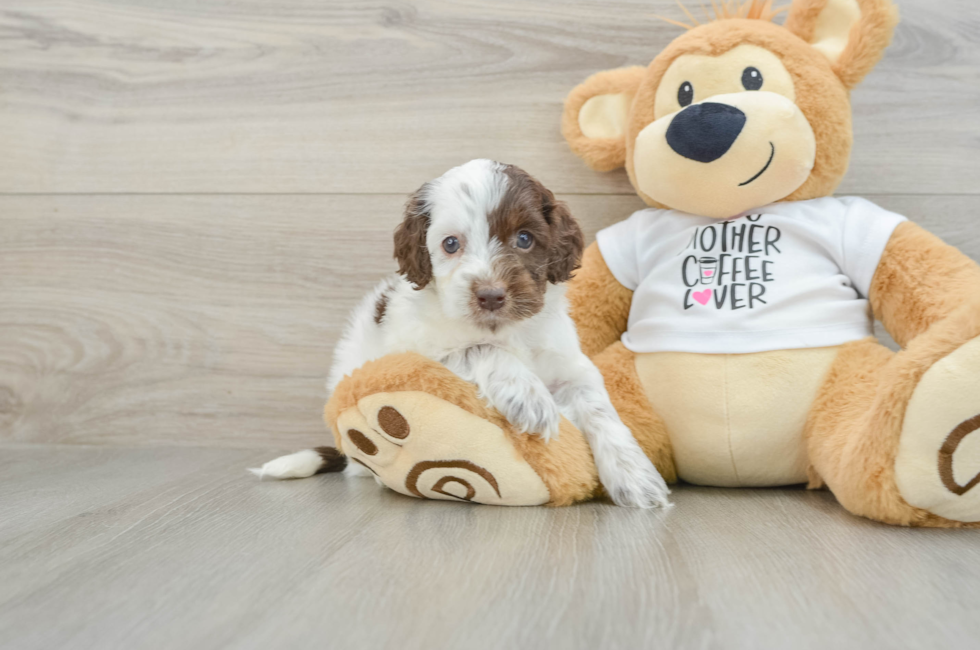 5 week old Cockapoo Puppy For Sale - Puppy Love PR