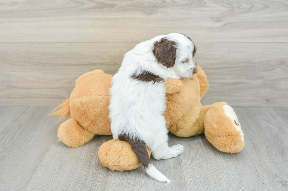 Cute Cockapoo Baby