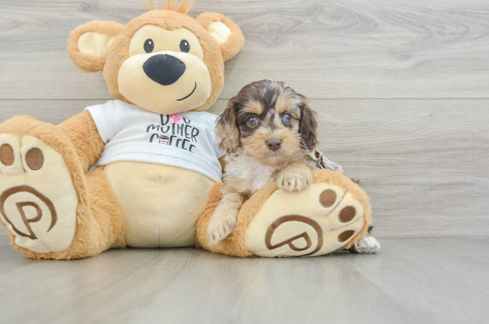 5 week old Cockapoo Puppy For Sale - Puppy Love PR