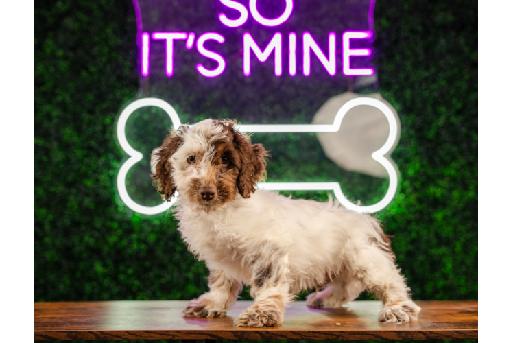Meet Adidas - our Cockapoo Puppy Photo 1/4 - Puppy Love PR Cute Cockapoo Baby