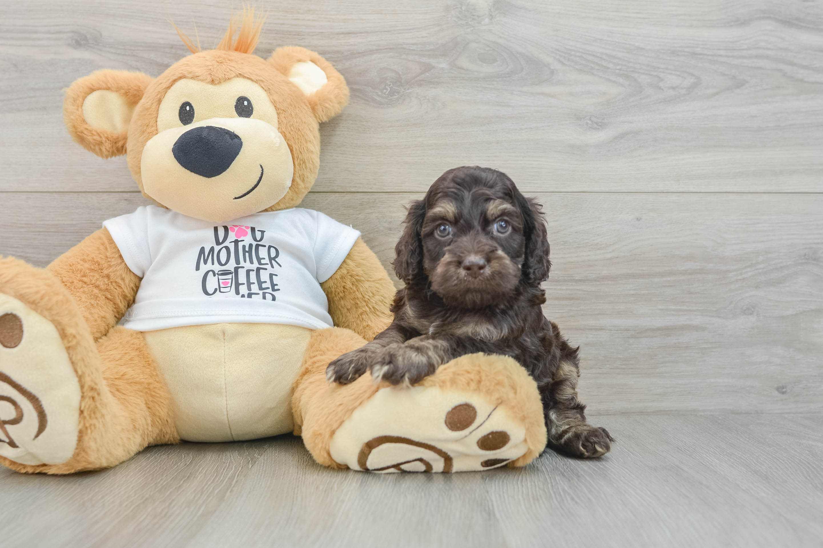 Fluffy Cockapoo Poodle Mix Pup