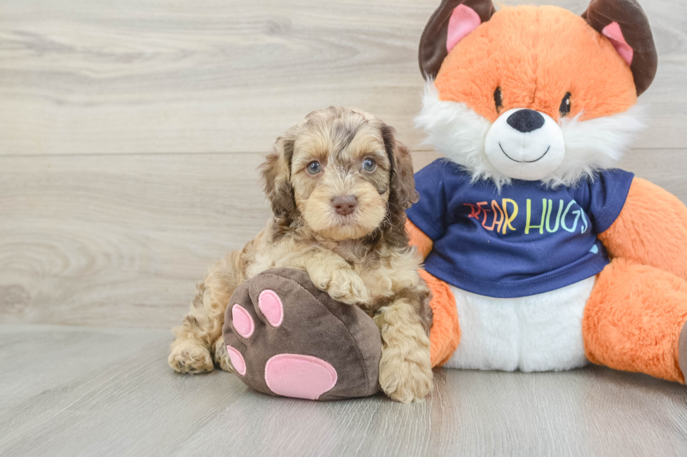 Happy Cockapoo Baby