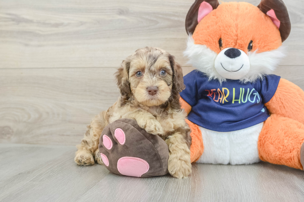 6 week old Cockapoo Puppy For Sale - Puppy Love PR