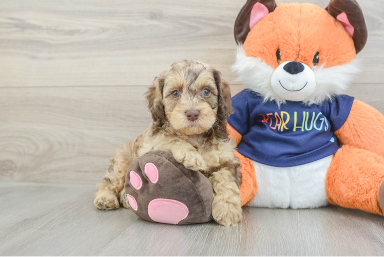 Meet Adidas - our Cockapoo Puppy Photo 1/3 - Puppy Love PR Happy Cockapoo Baby