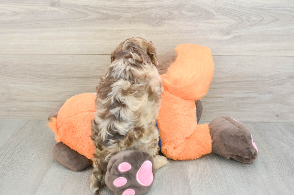 Sweet Cockapoo Baby