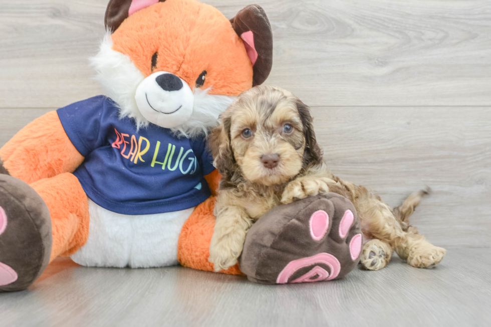 Cockapoo Puppy for Adoption