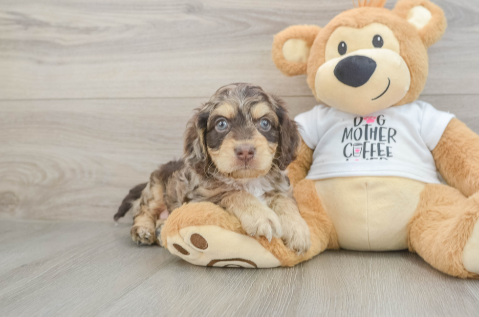 5 week old Cockapoo Puppy For Sale - Puppy Love PR