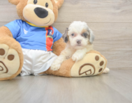 7 week old Cockapoo Puppy For Sale - Puppy Love PR