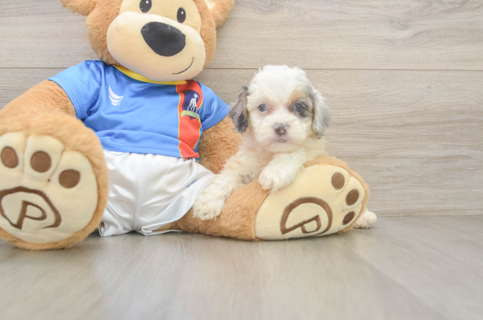 5 week old Cockapoo Puppy For Sale - Puppy Love PR