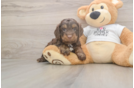 Happy Cockapoo Baby
