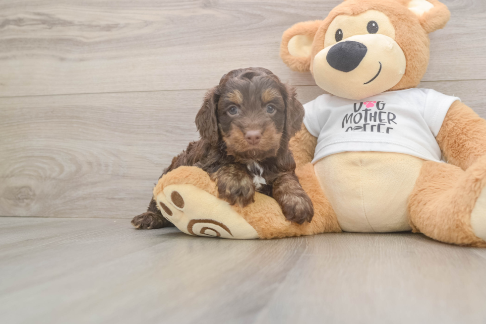 Happy Cockapoo Baby