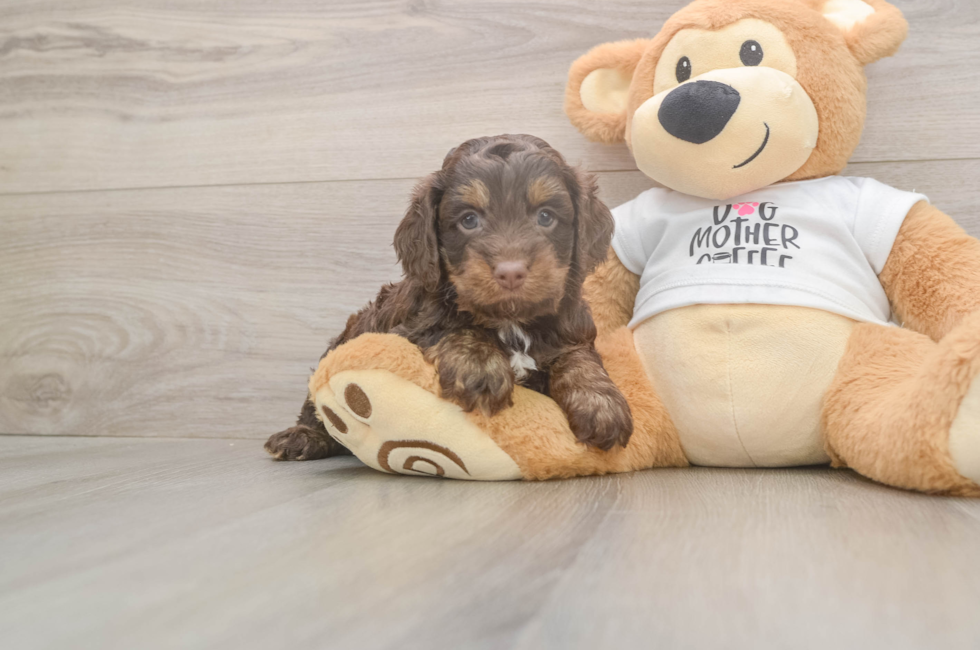 5 week old Cockapoo Puppy For Sale - Puppy Love PR