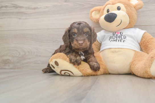 Happy Cockapoo Baby