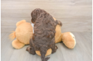 Cockapoo Puppy for Adoption