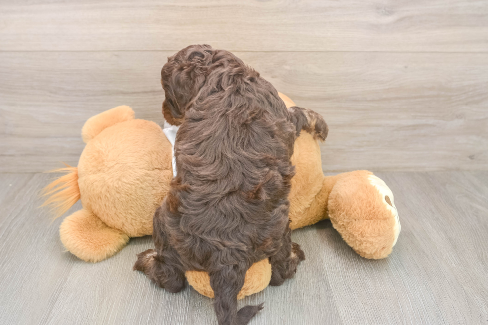Cockapoo Puppy for Adoption
