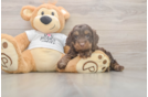 Cockapoo Pup Being Cute