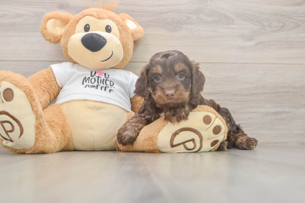 Cockapoo Pup Being Cute