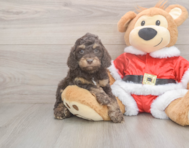 6 week old Cockapoo Puppy For Sale - Puppy Love PR