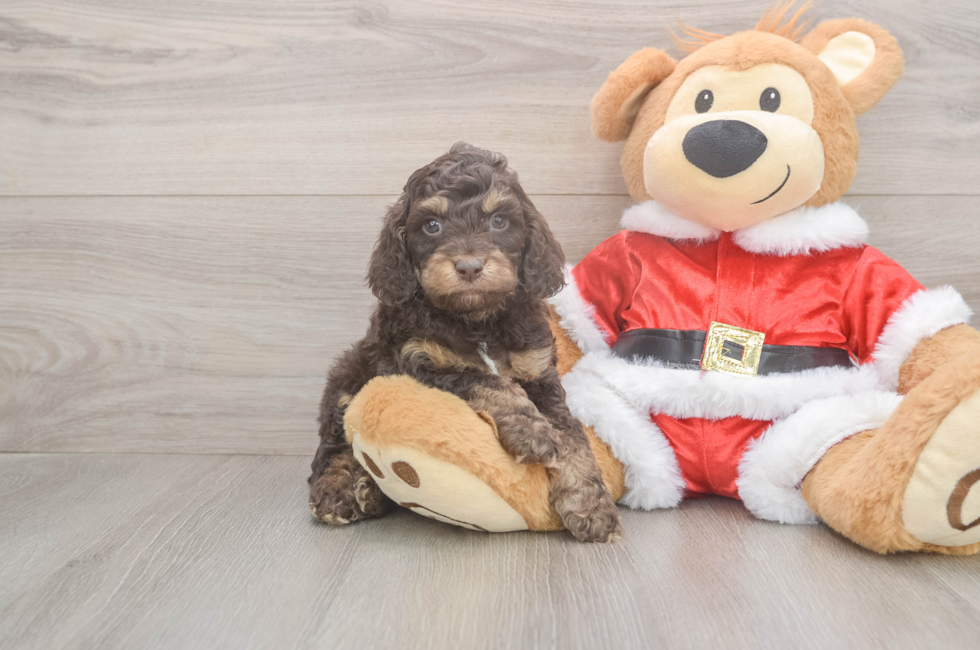 5 week old Cockapoo Puppy For Sale - Puppy Love PR