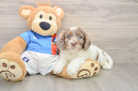 Sweet Cockapoo Baby