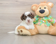 5 week old Cockapoo Puppy For Sale - Puppy Love PR