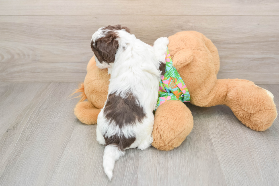 Best Cockapoo Baby