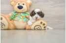 Funny Cockapoo Poodle Mix Pup