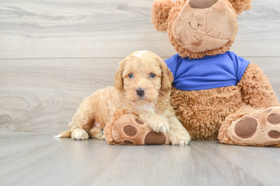 7 week old Cockapoo Puppy For Sale - Puppy Love PR