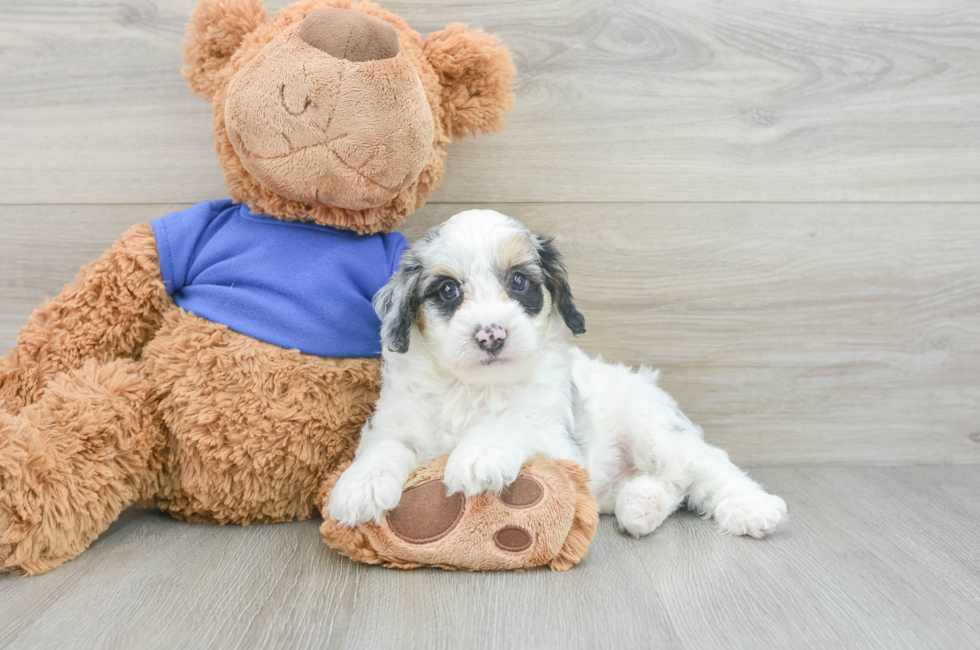 5 week old Cockapoo Puppy For Sale - Puppy Love PR