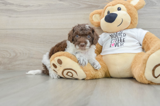 Friendly Cockapoo Baby