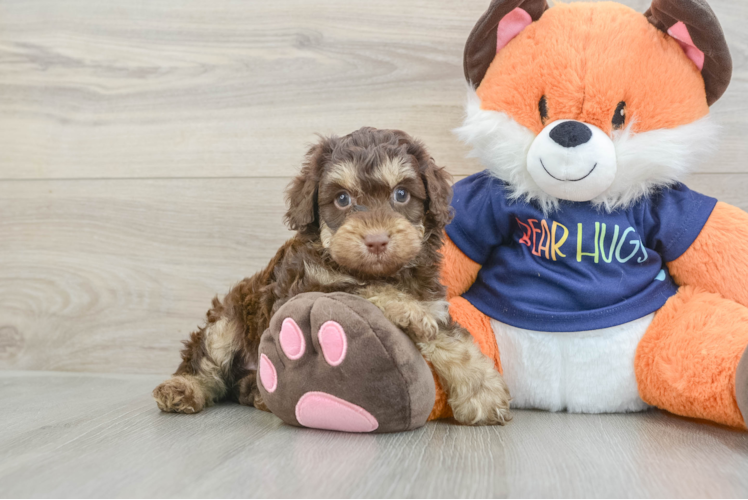 Cockapoo Puppy for Adoption