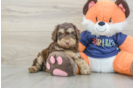 Cockapoo Puppy for Adoption