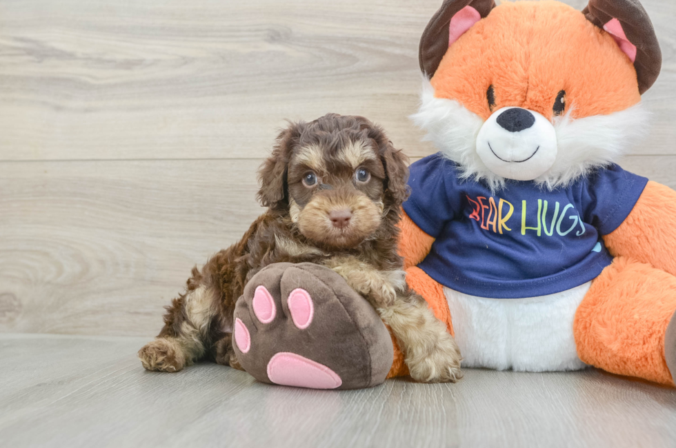 6 week old Cockapoo Puppy For Sale - Puppy Love PR