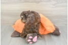 Little Cocker Doodle Poodle Mix Puppy