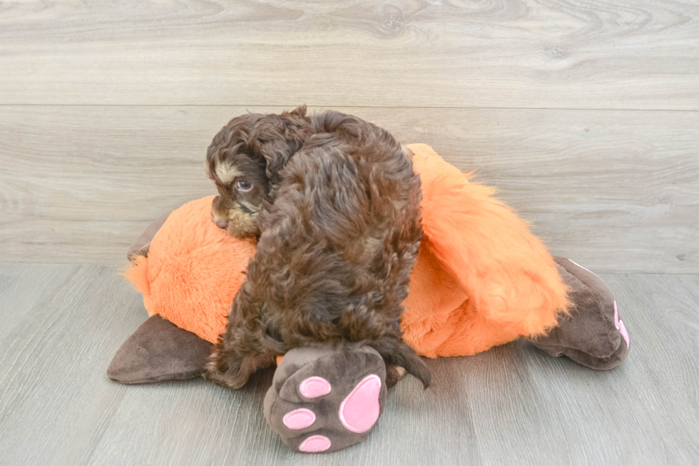 Little Cocker Doodle Poodle Mix Puppy