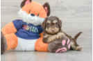 Small Cockapoo Baby